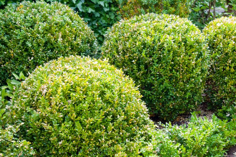Lush Shrub Varieties