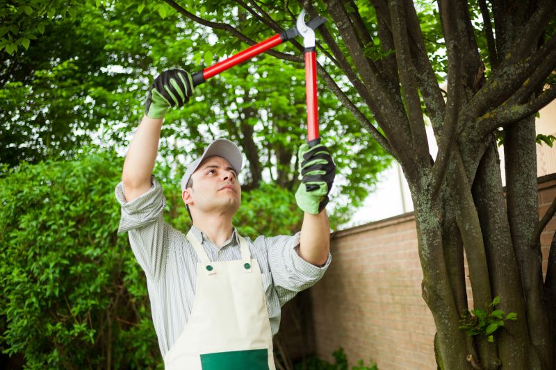 Tree and Shrub Care Experts